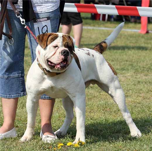 amerikaanse bulldog Baco